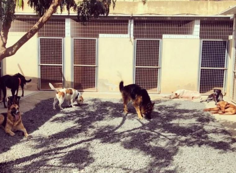 Instalaciones de Mucha Chispa para mascotas