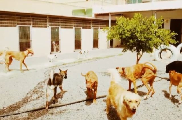 Zona de cuidado para perros y gatos en Mucha Chispa