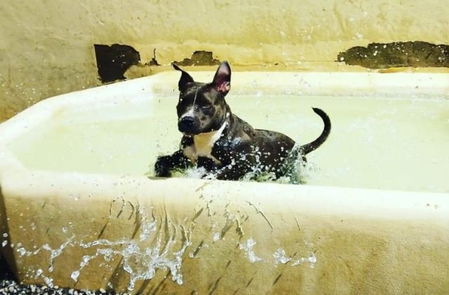 Mascotas atendidas en Mucha Chispa Lanzarote