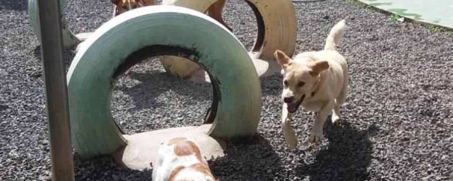 Espacio de guarder&iacute;a canina y felina en Lanzarote