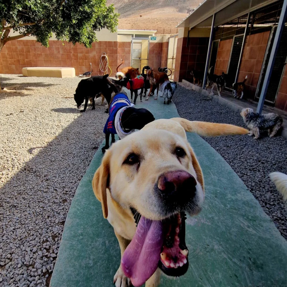 Perros en la guarder&iacute;a canina y felina de Mucha Chispa